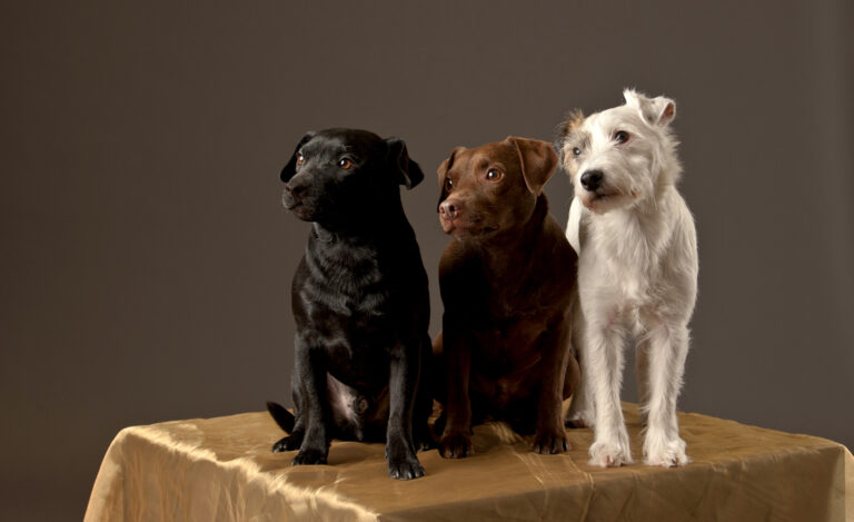 Leena-Maija Lindqvist - Black-Brown-White